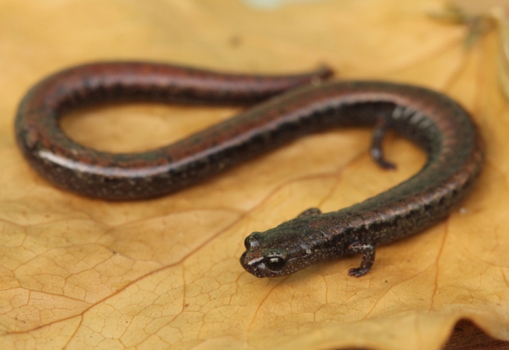 California Slender Salamander